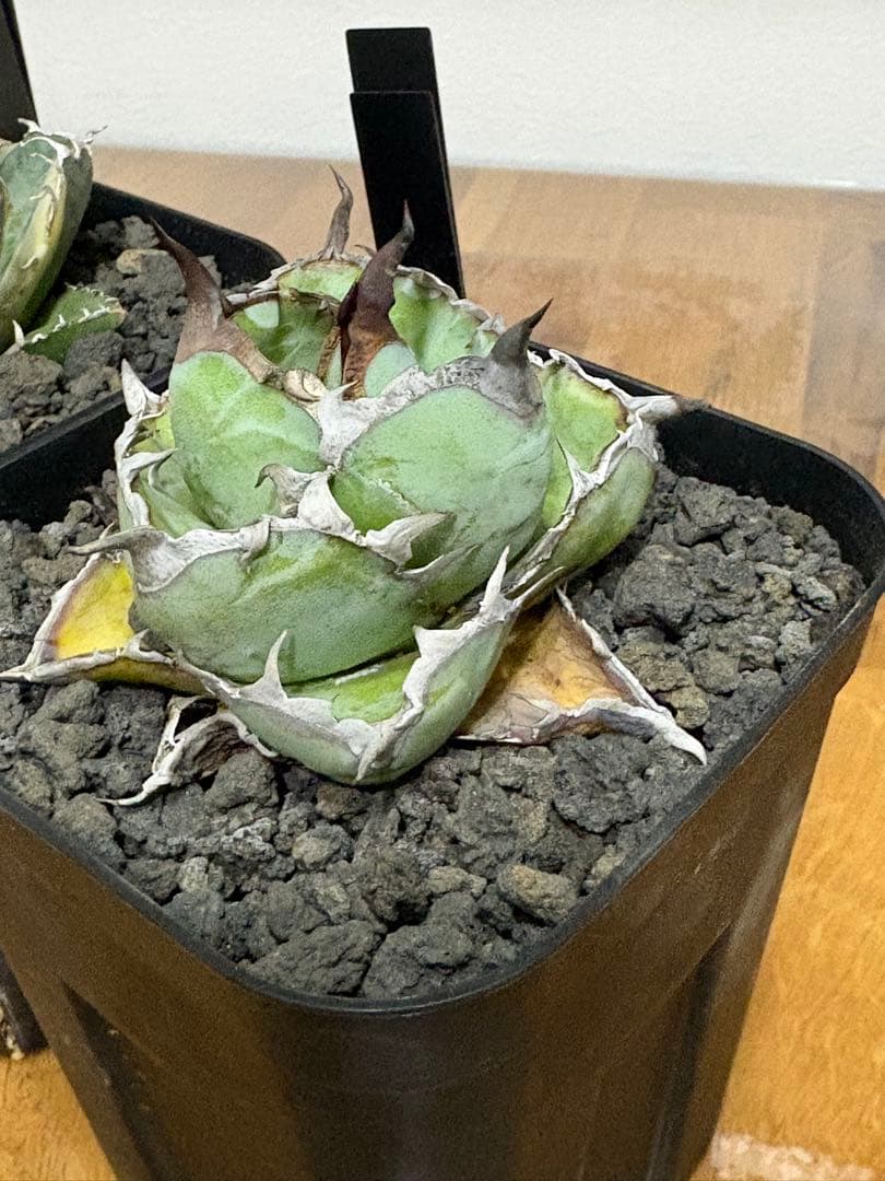 【鉢植え発送可】アガベ 白鯨錦 斑入り ➕　BB セット！極上血統 希少株