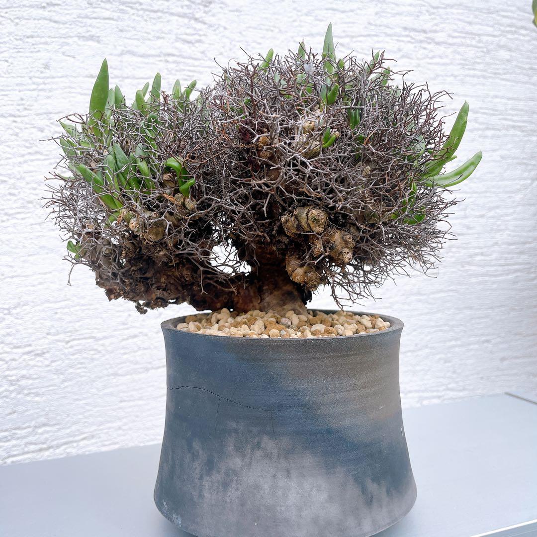 チレコドン　万物想　レティキュラータス　発根済 極美特大株 現地球