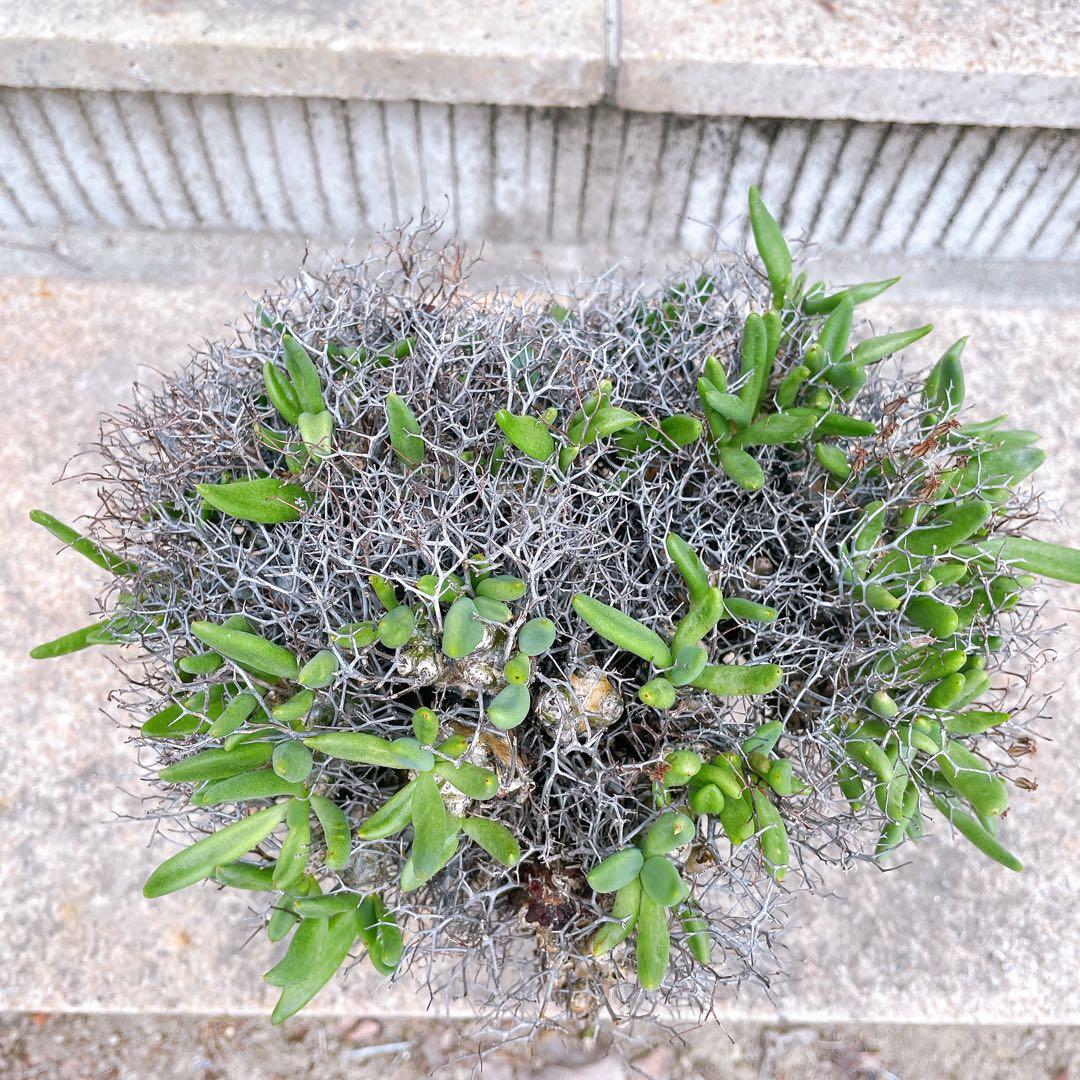 チレコドン　万物想　レティキュラータス　発根済 極美特大株 現地球