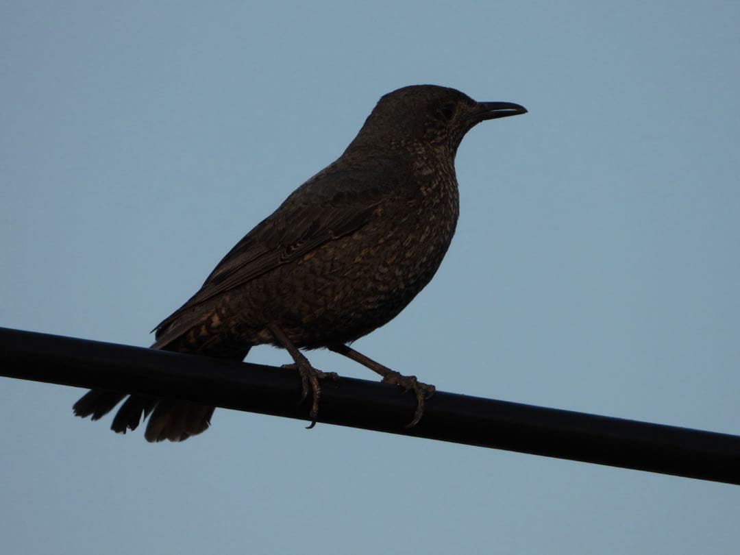 Nikon COOLPIX P1000 本体と付属品