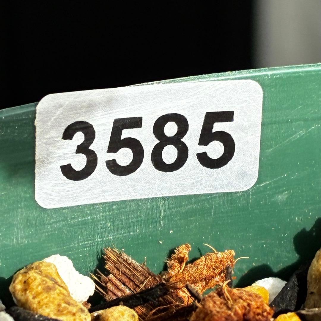 ｍ*a様 585☘️蕾花付☘️トンガリ個性的☘️6号⭐️小中輪⭐️超スーパー多弁