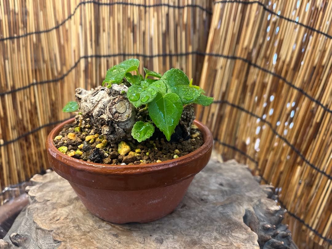 ✨✨✨オキナワイボオオハマボウ【◎美株品】/ユウナ/ハート葉happy♪