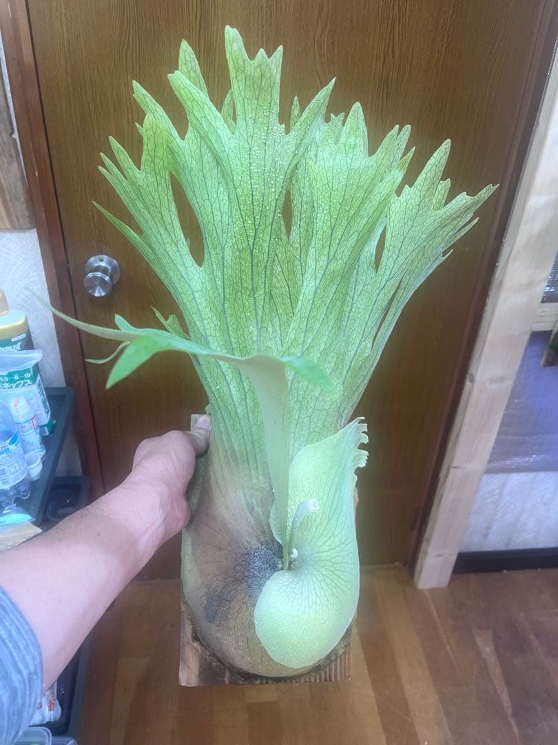 ビカクシダ Platycerium SS. Foong