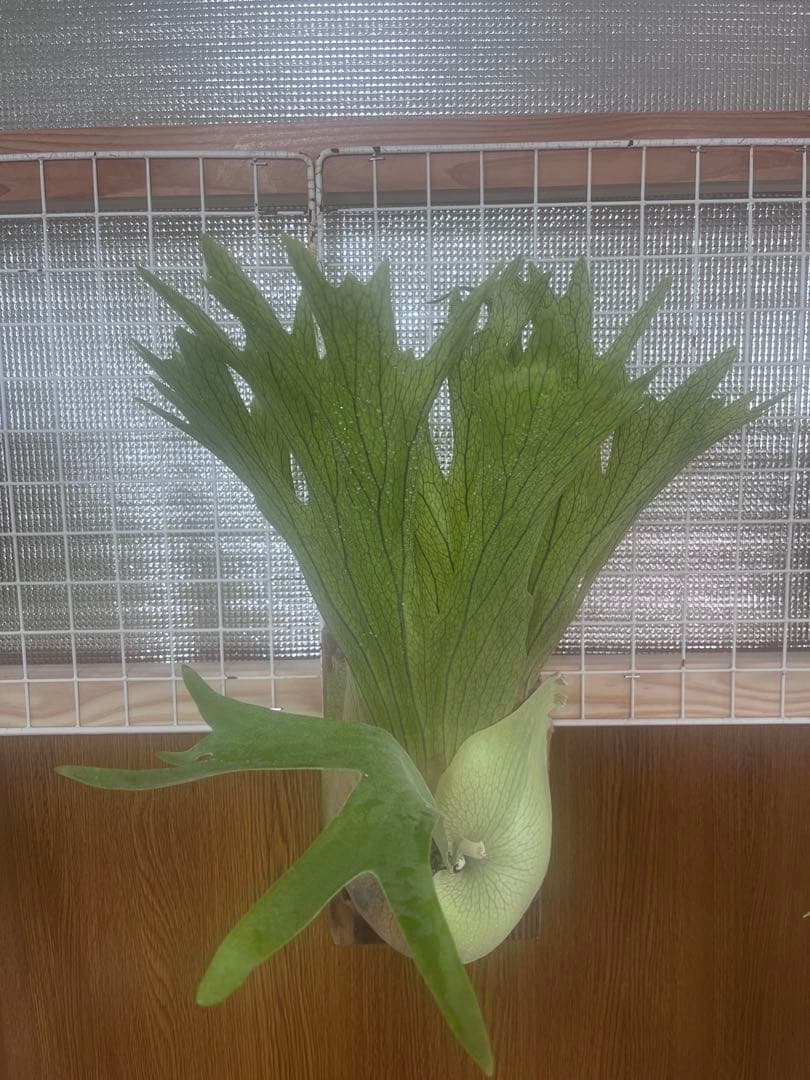 ビカクシダ Platycerium SS. Foong