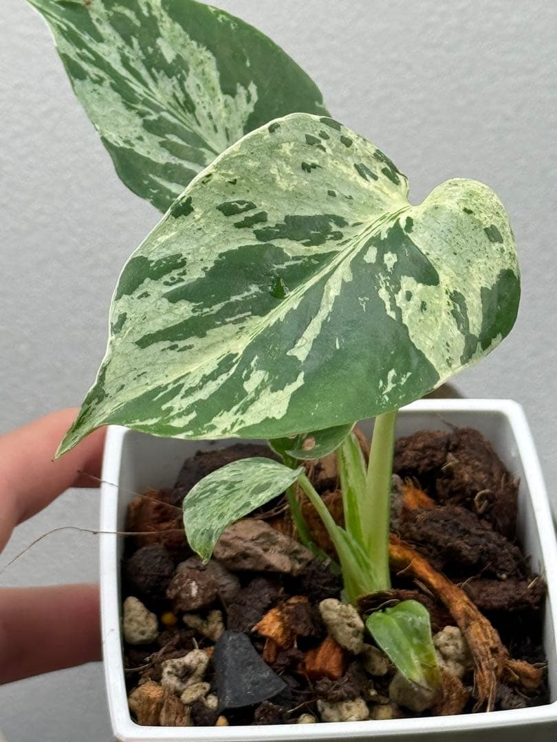 【早い者勝ち】モンステラ　デリシオーサ　ベトシオーサ 斑入り