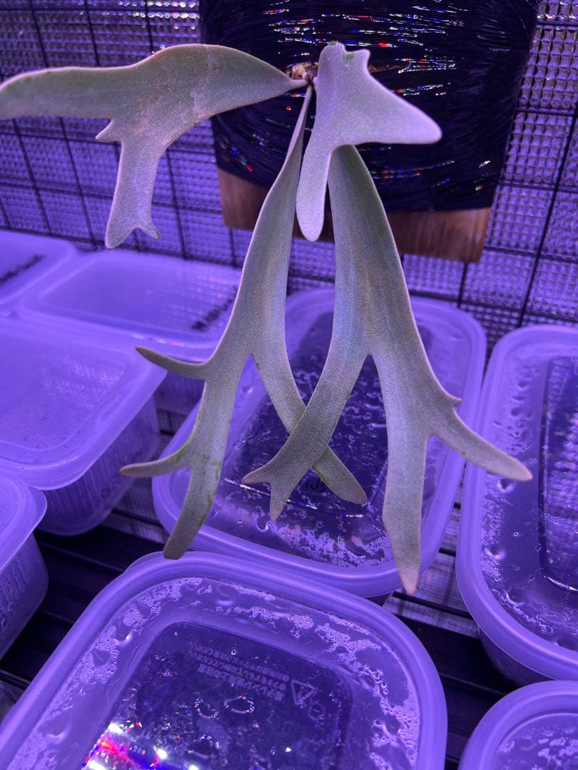 ビカクシダ willinckii yellowmoon×ccs