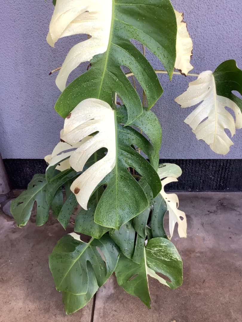 特大斑入りモンステラ（ボルシギアナ種）根上がり株【現品】: プラ鉢のまま発送