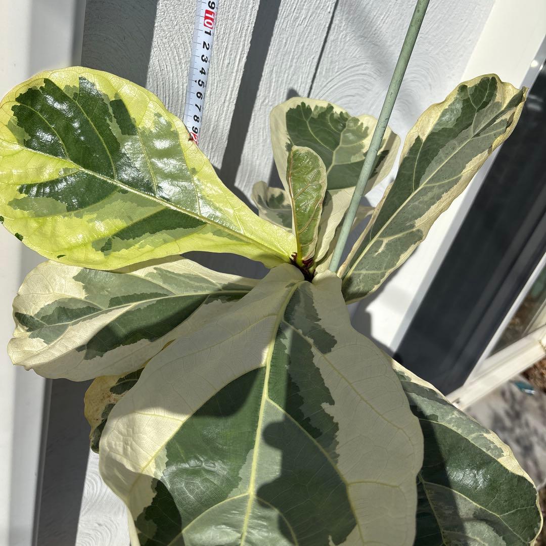 引取り限定　フィカス　リラータ　イヴォンヌ　カシワバゴム　植物　インテリア