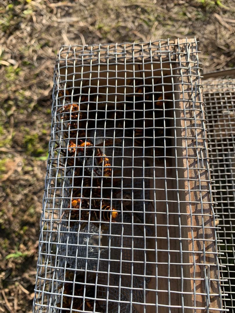 スズメバチ捕獲器　4個組　とも