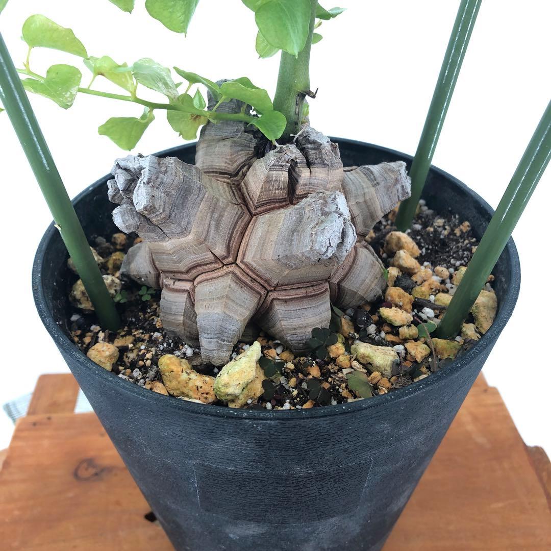 アフリカ亀甲竜　5号