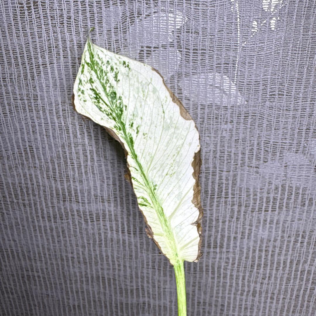 Z*e様 モンステラ　デリシオーサ　ミント