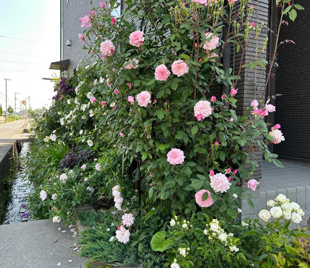 ERメアリー ディレイニー【大苗】イングリッシュローズ（モーティマーサックラー）