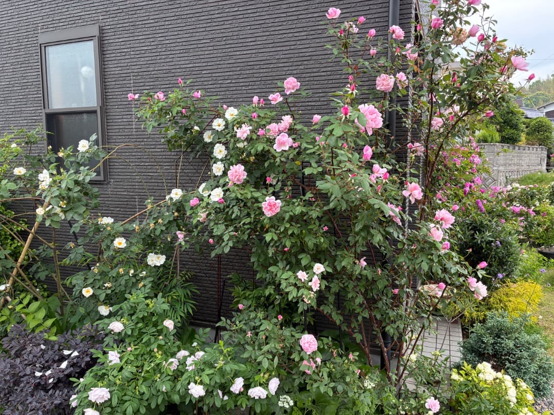 ERメアリー ディレイニー【大苗】イングリッシュローズ（モーティマーサックラー）