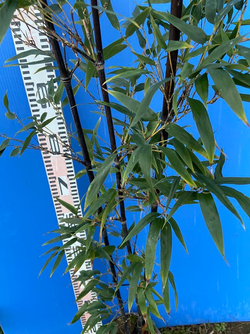 正月特価1000円引❗️黒竹苗