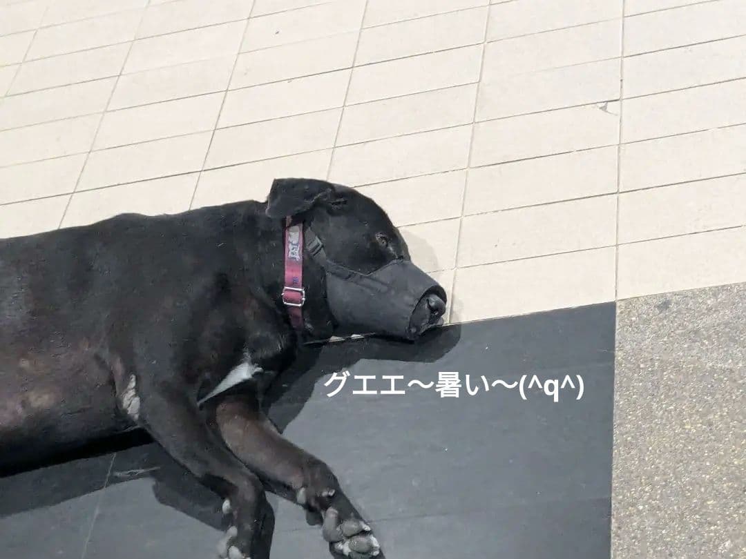 【高級品】タイのお守りプラクルアン！九尾の狐！恋愛、良縁、金運アップ！！