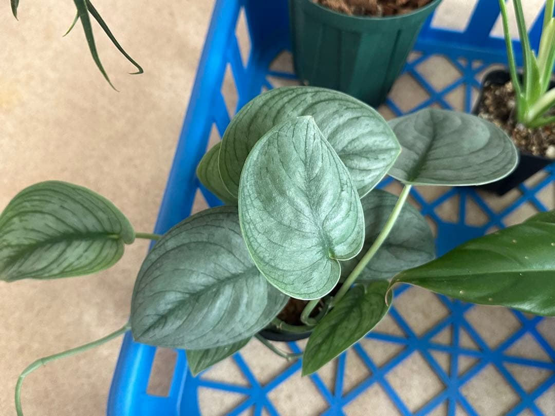 観葉植物セット