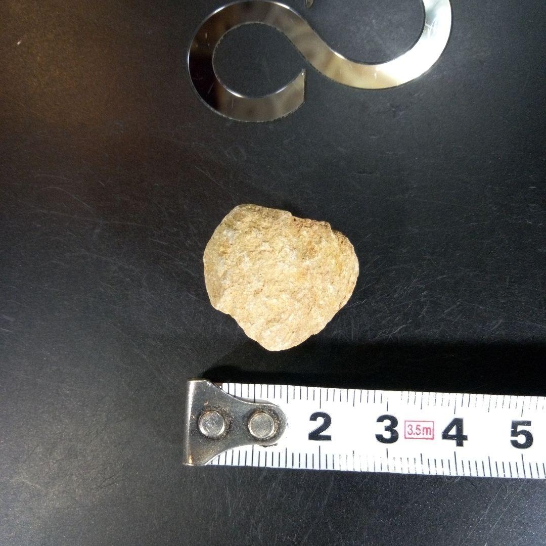 三葉虫　化石　fossil　ボリビア産　trilobite　海生動物個体⑩