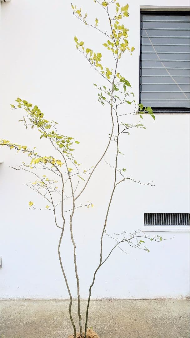 極美。山採りアオハダ株。