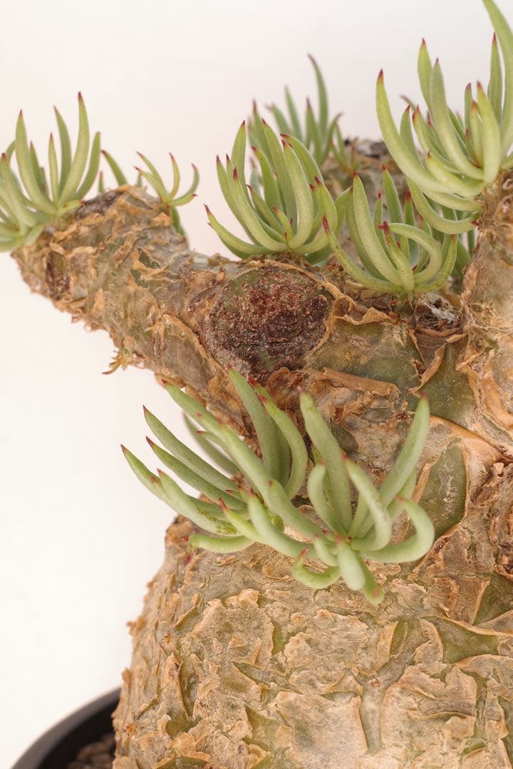 【コレクション株】チレコドン ペアルソニー “白象 “発根済 現地球