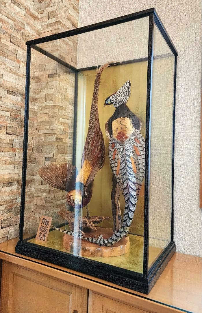 特大 銀鶏鳥 錦鶏鳥 剥製 置物 高級木製枠ガラスケース