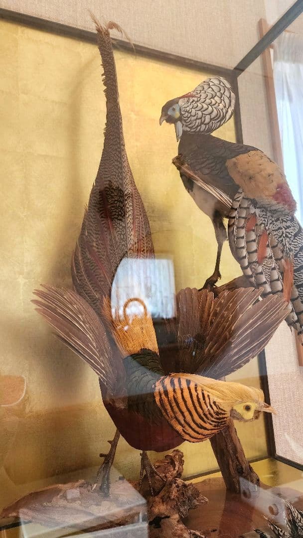 特大 銀鶏鳥 錦鶏鳥 剥製 置物 高級木製枠ガラスケース