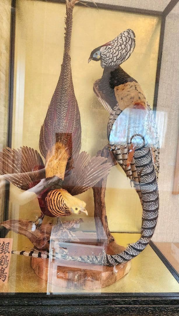 特大 銀鶏鳥 錦鶏鳥 剥製 置物 高級木製枠ガラスケース