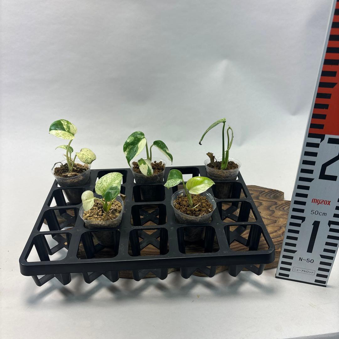 ア*)様 5株セットms74【特別選抜】ホワイトモンスター／天津蘭 モンステラ斑