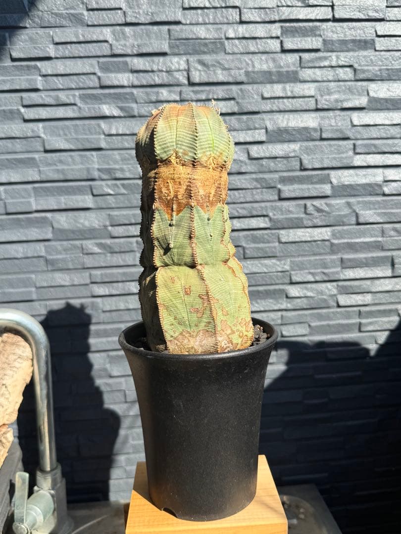 ☆極太株☆ オベサ　美模様　幅10cm 　ホリダ　ゼブラホリダ