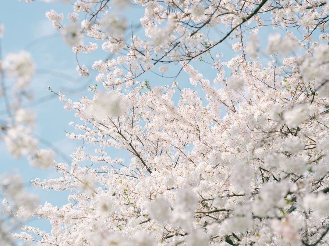 レンズ(単焦点) SMC PENTAX 67 105mm f2.4