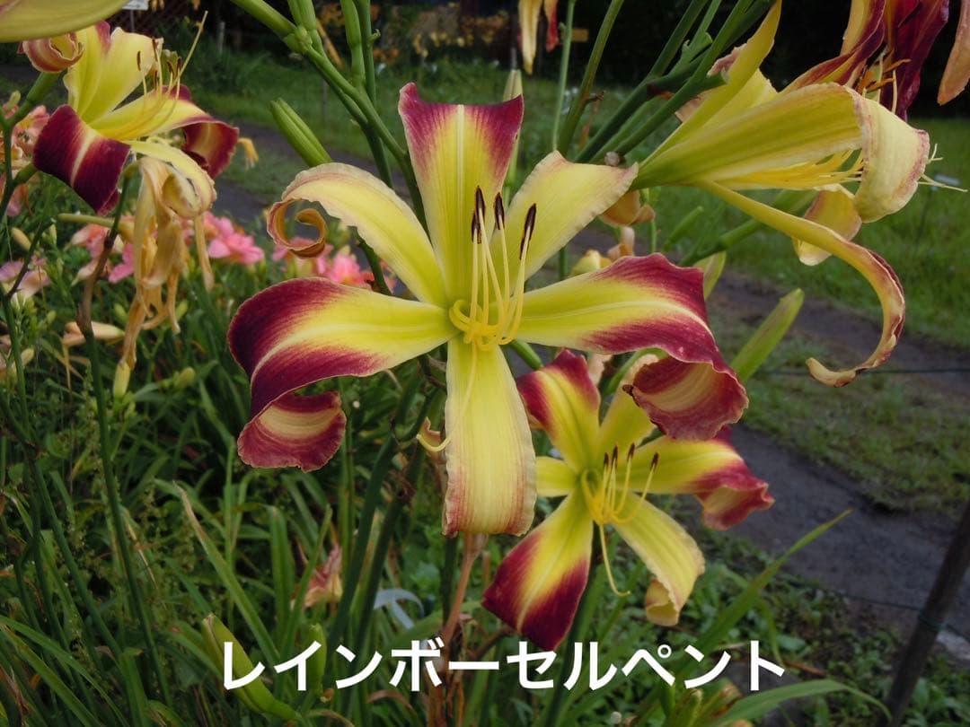 なおマロン　ヘメロカリス3品種セット