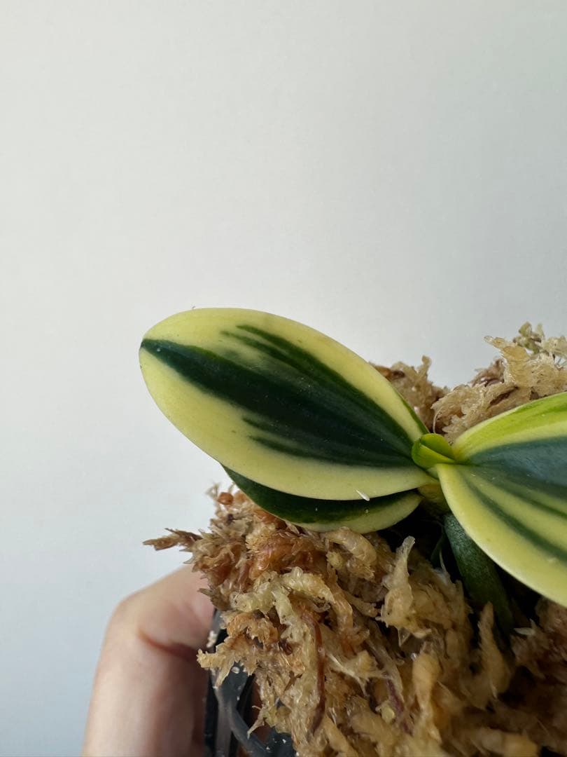 【 名護蘭 】明丸 覆輪　357