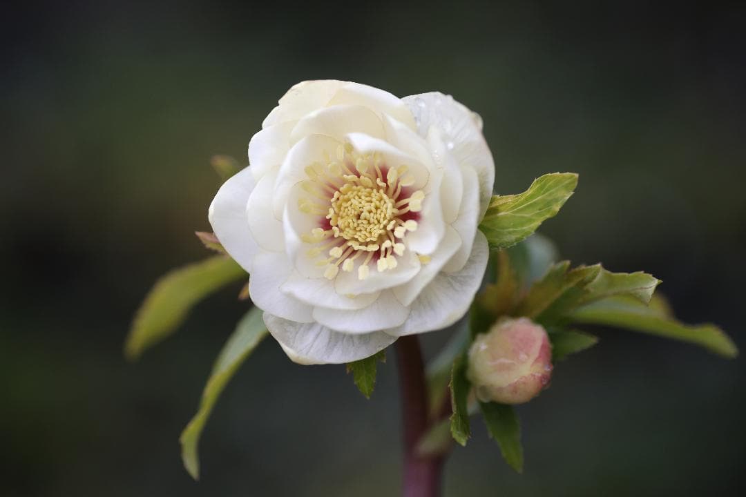 Sorap- クリスマスローズ 開花株 DDホワイトゴールドフラッシュ