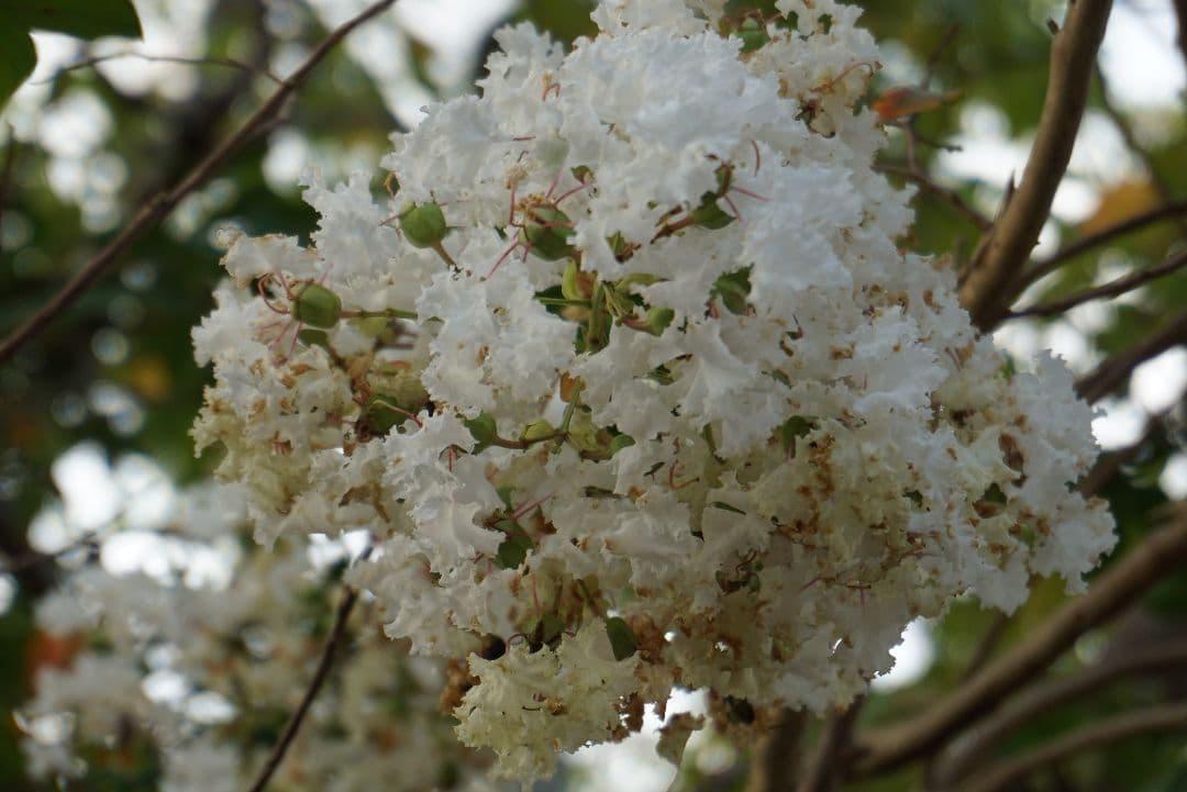 SONY α5100 ホワイト E 16-50mm