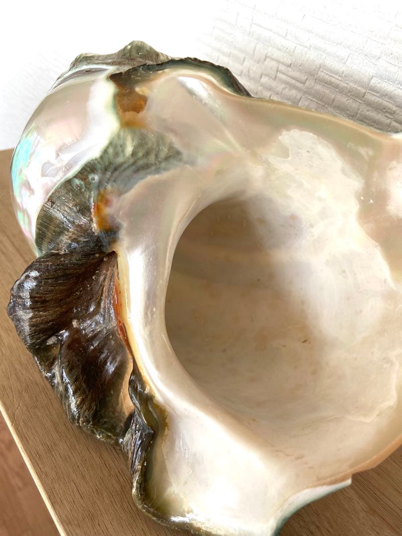 多色の貝殻 南の島 ゴージャスな置物 インテリア