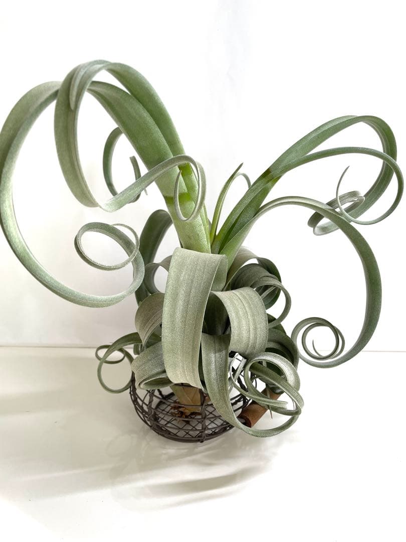 チランジア　カーリースリム　大きめ　希少　エアプランツ