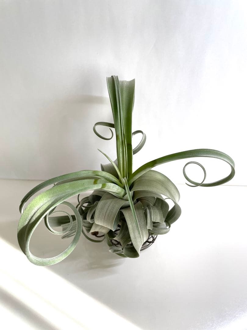 チランジア　カーリースリム　大きめ　希少　エアプランツ