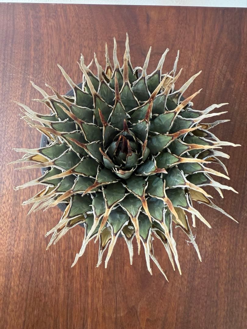 ユタエンシス・エボリスピナ　現地球　発根済み