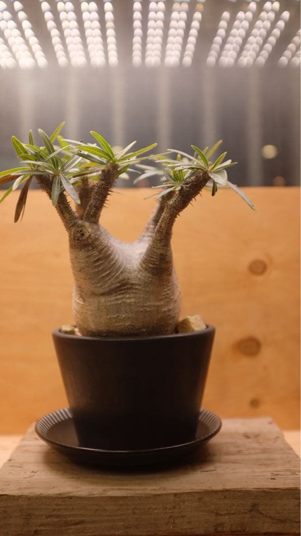 美形 パキポディウム グラキリス①　発根済