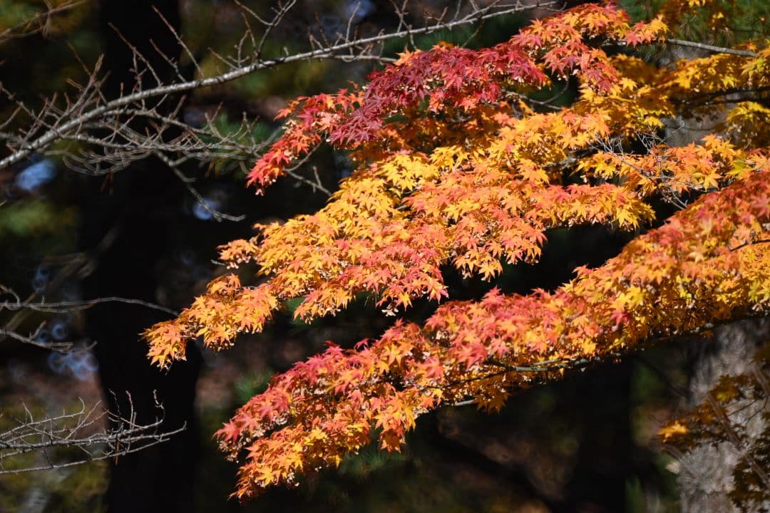 ニコン Nikon RF500 レフレックス