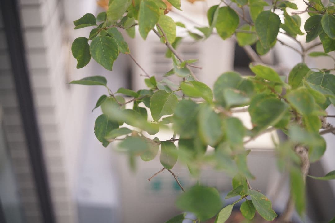 Eマウント改造品 Voigtländer Ultron 50mm f/1.8