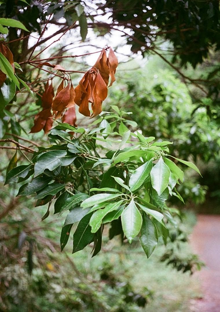 オリンパスペンS3.5　希少　実写済み　OLYMPUS PEN S3.5