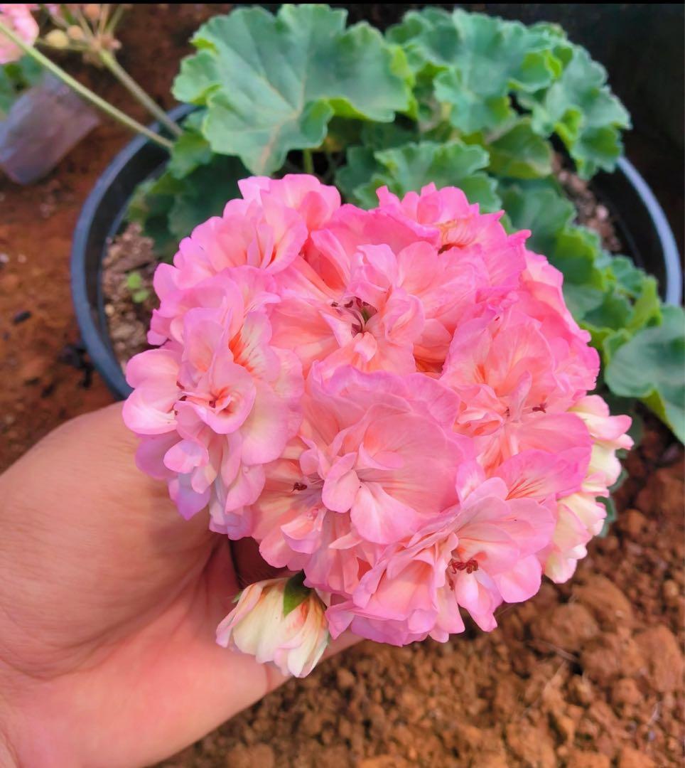 同捆珍しいゼラニウム大苗