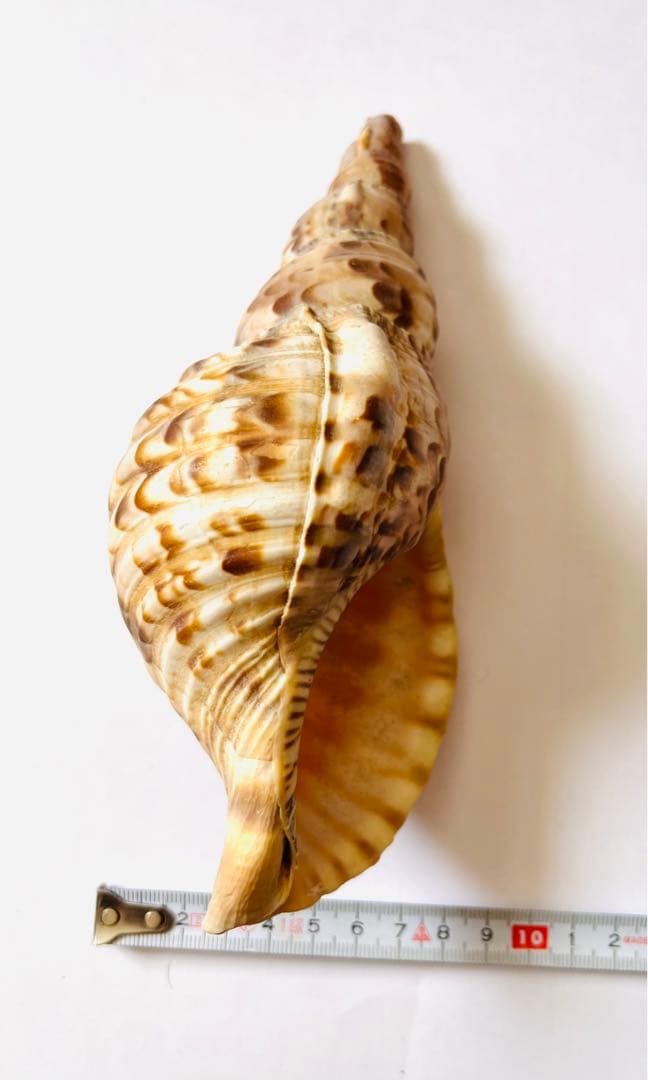 【希少】【送料込】天然ホラ貝　法螺貝　20センチ　インテリア　置物