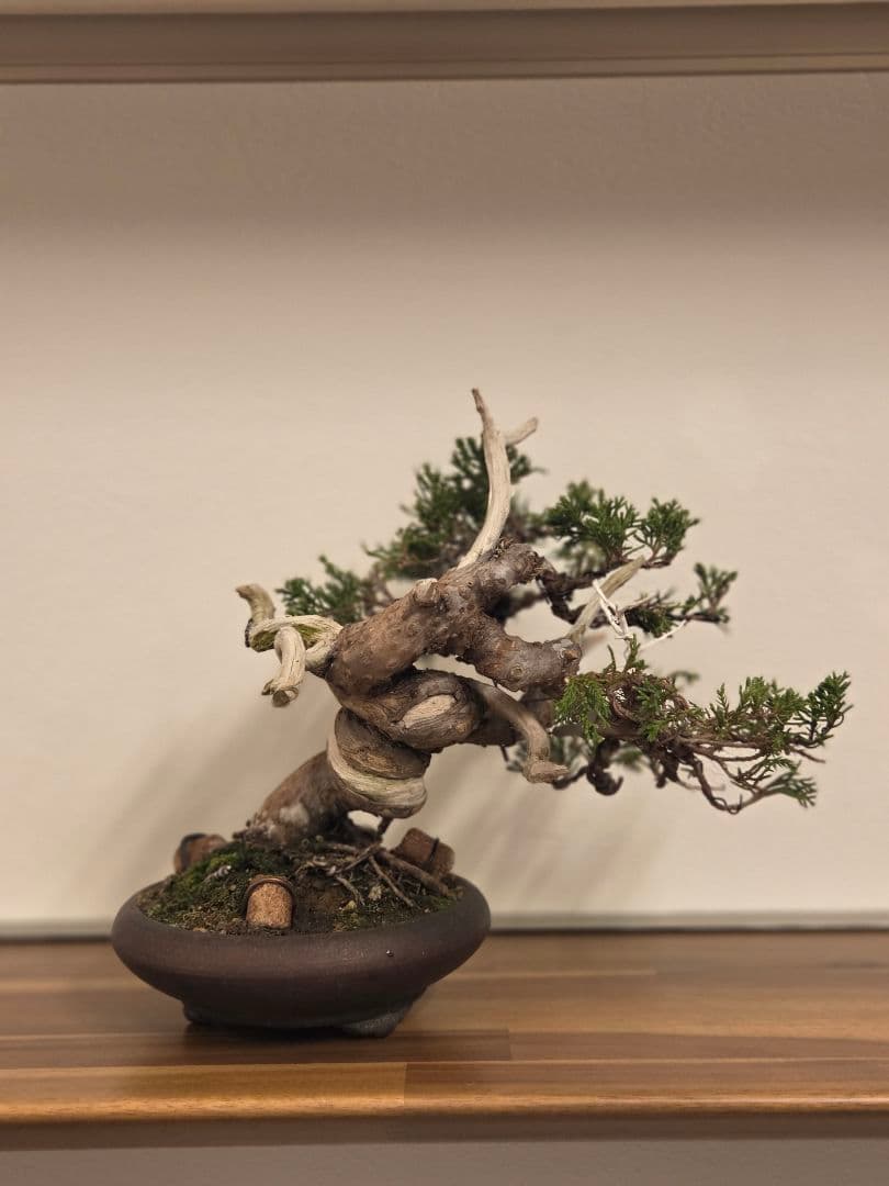 盆栽　真柏　盆栽鉢　鉢