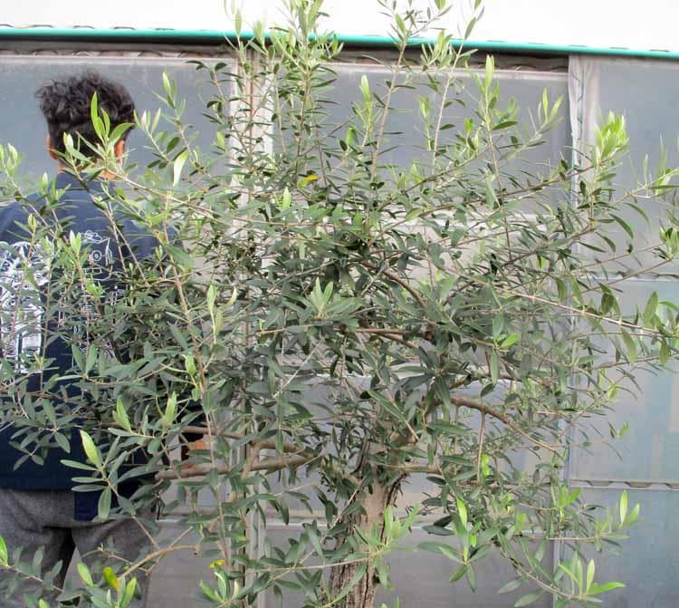 【現品】オリーブの古木　品種名：ネバディロブランコ　オールドオリーブ　17号RY