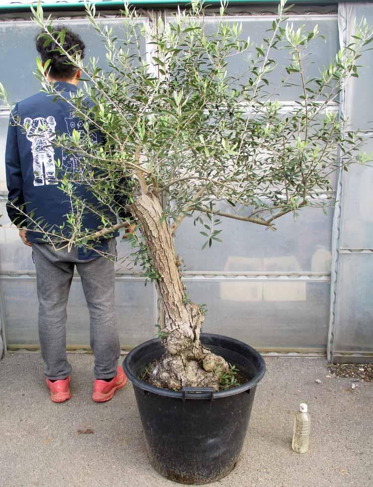 【現品】オリーブの古木　品種名：ネバディロブランコ　オールドオリーブ　17号RY