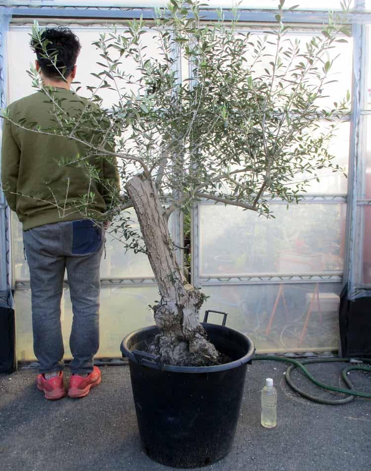 【現品】オリーブの古木　品種名：ネバディロブランコ　オールドオリーブ　17号RY