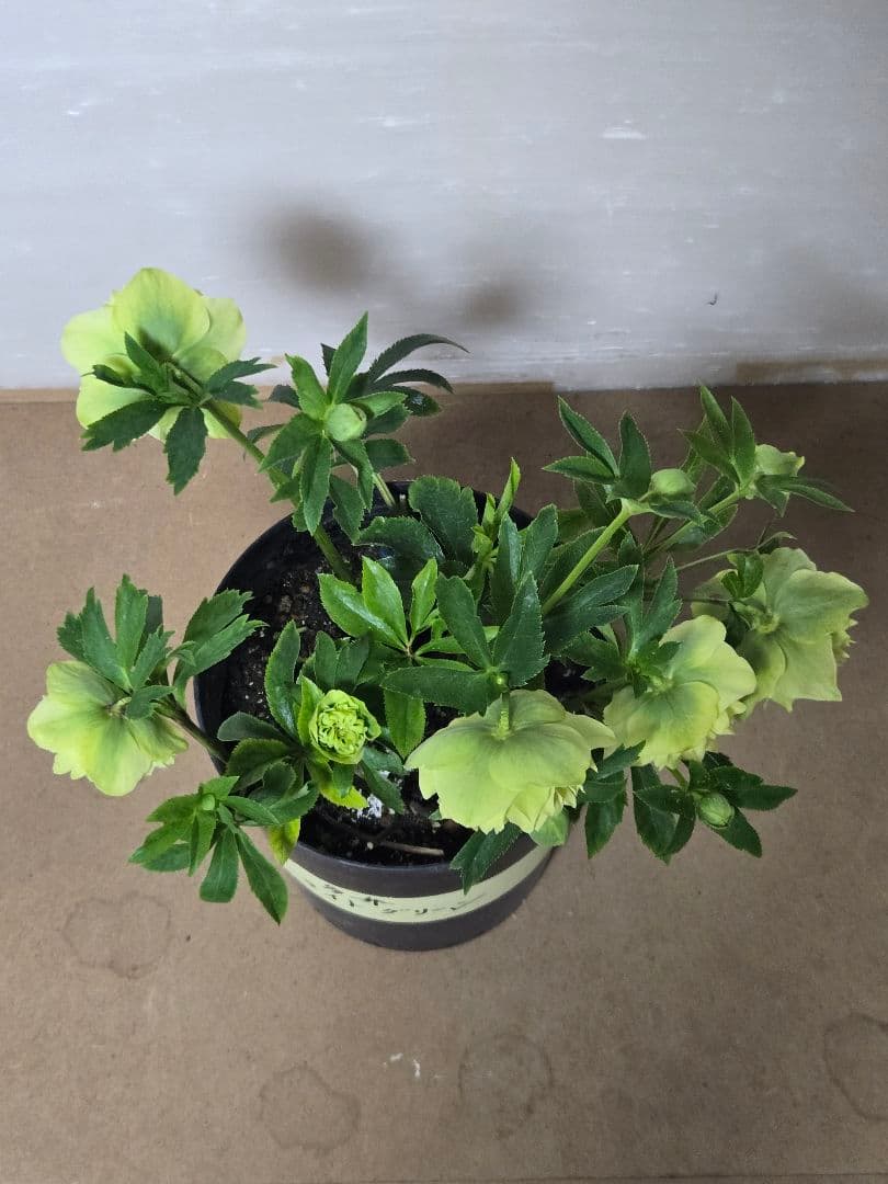 ☆クリスマスローズ☆多弁　ライトグリーン☆7号鉢☆