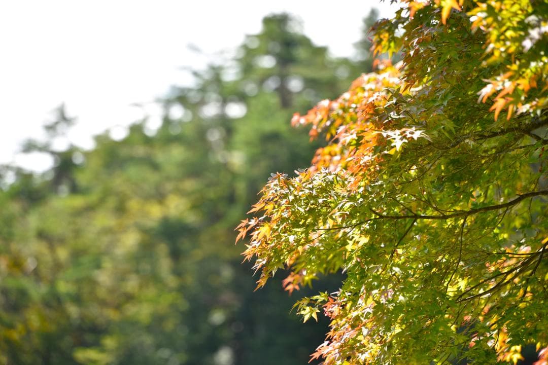 デジタルカメラ Nikon D750 Tamron 35-150mm F2.8-4