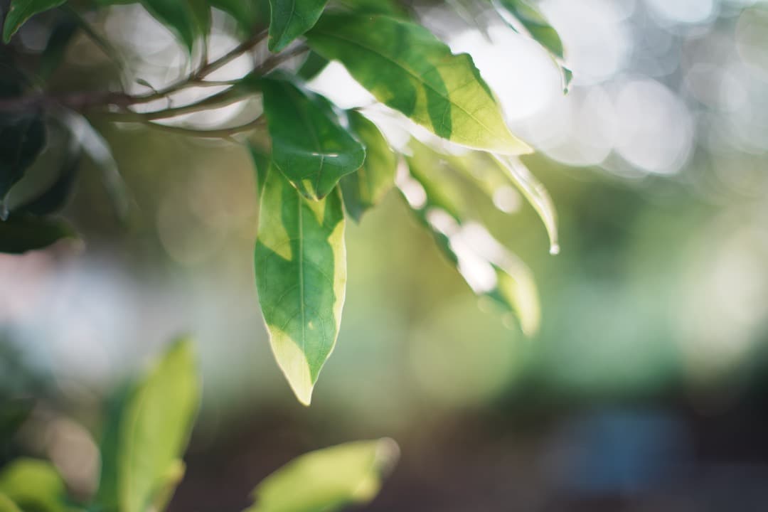 【極美品】Carl Zeiss Planar 50mm F1.4 AEJ 386